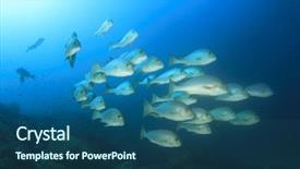  Presentation with gold - Amazing PPT theme having raja ampat - school fish gold-spotted sweetlips backdrop and a  colored foreground