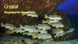  Presentation with raja ampat - Audience pleasing PPT theme consisting of raja ampat - school oriental sweetlips fish backdrop and a tawny brown colored foreground