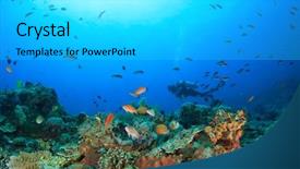  Presentation with raja ampat - Presentation design consisting of raja ampat - scuba dive coral reef underwater background and a light gray colored foreground
