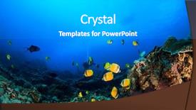  Presentation with scuba diving - Presentation theme consisting of raja ampat - scuba dive coral reef background and a light gray colored foreground
