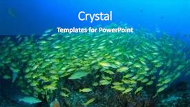  Presentation with red blue yellow - Presentation design featuring raja ampat - shoal of yellow snapper fish background and a  colored foreground