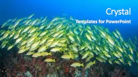  Presentation with red blue yellow - Beautiful slide set featuring raja ampat - shoal of yellow snapper fish backdrop and a  colored foreground