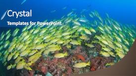  Presentation with red blue yellow - Presentation design with raja ampat - shoal of yellow snapper fish background and a  colored foreground