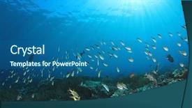  Presentation with reef octopus underwater - Amazing presentation design having raja ampat - underwater coral reef backdrop and a  colored foreground