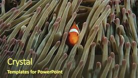  Presentation with raja ampat - Cool new presentation theme with raja ampat indonesia pacific ocean backdrop and a tawny brown colored foreground