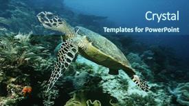  Presentation with raja ampat - Presentation enhanced with raja ampat indonesia pacific ocean background and a ocean colored foreground