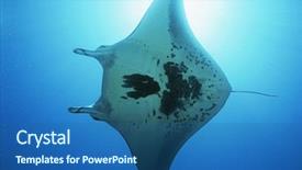  Presentation with raja ampat - PPT theme with raja ampat indonesia pacific ocean background and a ocean colored foreground