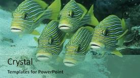  Presentation with raja ampat - Audience pleasing PPT theme consisting of raja ampat indonesia pacific ocean backdrop and a seafoam green colored foreground