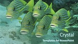  Presentation with raja ampat - Audience pleasing slides consisting of raja ampat indonesia pacific ocean backdrop and a ocean colored foreground