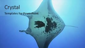  Presentation with raja ampat - Cool new PPT theme with raja ampat indonesia pacific ocean backdrop and a light blue colored foreground