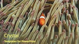  Presentation with raja ampat - Theme with raja ampat indonesia pacific ocean background and a tawny brown colored foreground