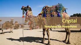  Presentation with fair - Amazing PPT layouts having rajasthani culture - decorated camel in pushkar camel backdrop and a tawny brown colored foreground