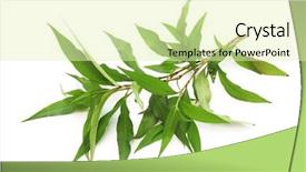  Presentation with pepper - PPT layouts enhanced with ram - water pepper background and a soft green colored foreground