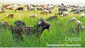  Presentation with saint - PPT theme consisting of ram and goat herd near saint tropez on the french riviera background and a tawny brown colored foreground