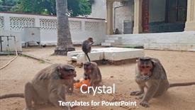  Presentation with peanuts - Presentation design consisting of ramana ashram in tiruvanamalai india background and a violet colored foreground