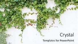  Presentation with ivy - Presentation design consisting of rambla - ivy leaves isolated background and a sky blue colored foreground