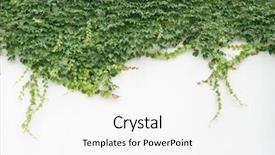  Presentation with ivy - Audience pleasing presentation theme consisting of rambla - ivy leaves on wall background backdrop and a white colored foreground