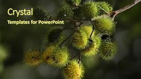  Presentation with rambutan - Colorful slides enhanced with rambutan fruit backdrop and a tawny brown colored foreground