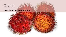  Presentation with rambutan - Beautiful PPT theme featuring rambutan-isolated-on-white backdrop and a coral colored foreground