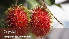  Presentation with rambutan - Colorful slide deck enhanced with rambutan backdrop and a tawny brown colored foreground
