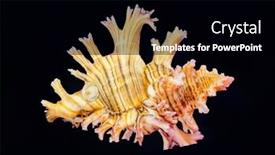  Presentation with shell - Presentation having ramose-murex-branched-shell background and a black colored foreground