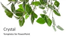  Presentation with ramp - Cool new PPT layouts with ramp up - border of brunch of grassy backdrop and a white colored foreground