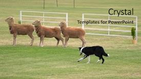  Presentation with sheep mesopatamia - Colorful presentation design enhanced with ramp up - picture of sheep dog rounding backdrop and a mint green colored foreground