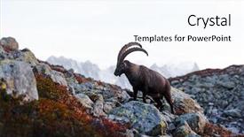 Presentation with mont blanc - Amazing PPT layouts having rams horn - alpine carpa ibex wild goat backdrop and a cool aqua colored foreground