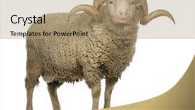  Presentation with sheep - PPT layouts with rams horn - arles merino sheep ram 3 background and a coral colored foreground