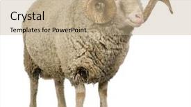  Presentation with sheep flock lambs standing - Theme featuring rams horn - arles merino sheep ram 5 background and a coral colored foreground