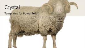  Presentation with sheep - Amazing theme having rams horn - arles merino sheep ram 5 backdrop and a soft green colored foreground