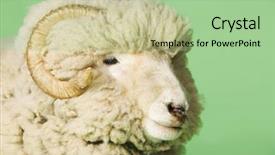  Presentation with green - Beautiful presentation theme featuring rams horn - closeup of ram against green backdrop and a mint green colored foreground