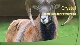  Presentation with autumn - Presentation having rams horn - majestic mouflon on autumn background background and a tawny brown colored foreground