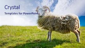  Presentation with sheep - Cool new presentation with rams horn - sheep isolated against a sky backdrop and a light blue colored foreground