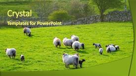  Presentation with killarney - Cool new presentation with rams in killarney mountains ireland backdrop and a tawny brown colored foreground