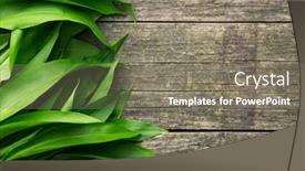  Presentation with garlic - Audience pleasing slide set consisting of ramson or wild garlic leaves on old wooden table top view backdrop and a gray colored foreground
