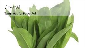  Presentation with white healthy food - Presentation design with ramson-wild-garlic-allium-ursinum background and a white colored foreground