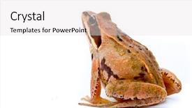  Presentation with frog - Colorful PPT theme enhanced with rana arvalis moor frog backdrop and a white colored foreground