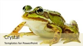  Presentation with water drop green planet - Presentation enhanced with rana esculenta green european or water frog on white background background and a yellow colored foreground