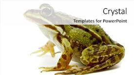  Presentation with white green - Presentation theme enhanced with rana esculenta green european or water frog on white background background and a white colored foreground
