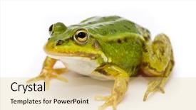  Presentation with frog - Presentation theme enhanced with rana esculenta green european or water frog on white background background and a yellow colored foreground