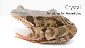 Presentation with frog - Theme with rana-temporaria-grass-frog background and a white colored foreground
