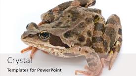 Presentation with frog - Colorful PPT layouts enhanced with rana temporaria grass frog on white background backdrop and a soft green colored foreground