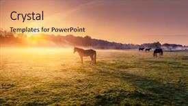  Presentation with pasture - Audience pleasing slides consisting of ranch - arabian horses grazing on pasture backdrop and a coral colored foreground