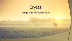  Presentation with pasture - Audience pleasing PPT theme consisting of ranch - arabian horses grazing on pasture backdrop and a blonde colored foreground