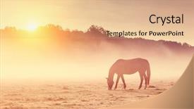  Presentation with grazing - Audience pleasing PPT theme consisting of ranch - arabian horses grazing on pasture backdrop and a coral colored foreground