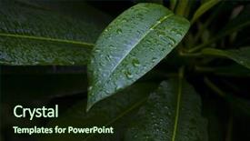  Presentation with green botanical - Slides having random pattern giving lifegiving background and a wine colored foreground