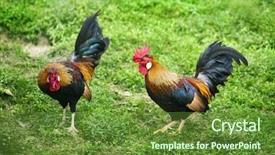  Presentation with farm - Presentation theme with range chickens on a farm background and a tawny brown colored foreground