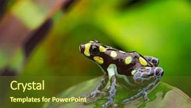  Presentation with amazon jungle - Beautiful theme featuring ranitomeya vanzolinii a beautiful amphibian backdrop and a tawny brown colored foreground