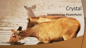  Presentation with asia - Colorful PPT theme enhanced with ranthambore national park india asia backdrop and a soft green colored foreground